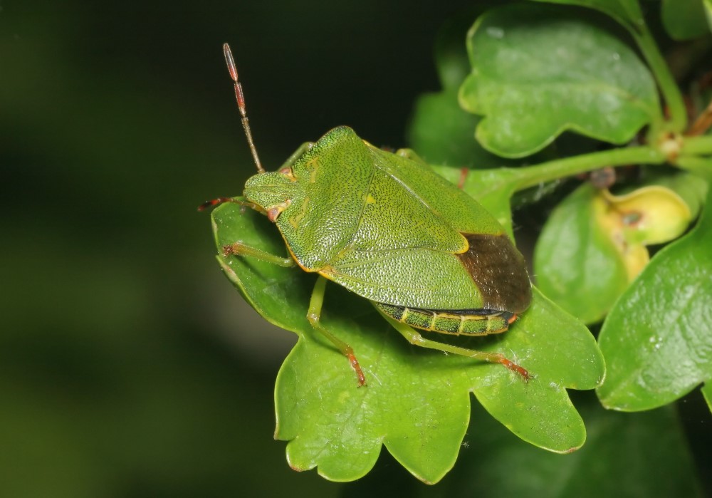 Adult common green shieldbug (Palomena prasina). Image © Tristan Bantock.